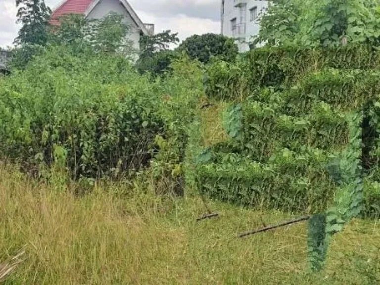 ขายที่ดินติดถนนคอนกรีตบ้านแหวนหางดงถมดินเรียบร้อยพร้อมโอน