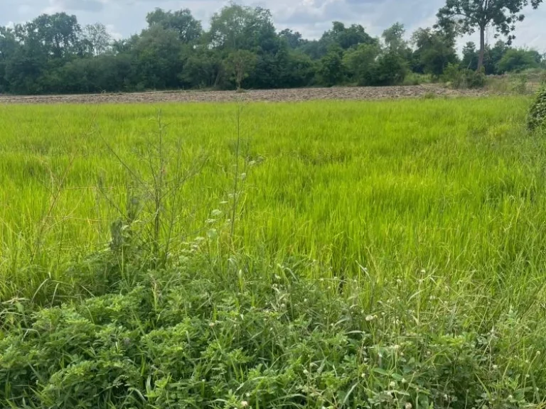 เจ้าของขายเอง ขายที่ดิน อวชิรบารมี จพิจิตร จำนวน 30 ไร่