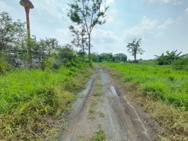 ขายที่ดินคลอง11หนองเสือ ใกล้วัดโปรยฝน อำเภอหนองเสือ