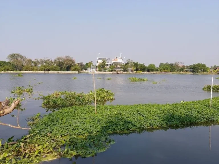 ที่ดินติดแม่น้ำท่าจีนเนื้อที่19ไร่ ใกล้รพกระทุ่มแบน