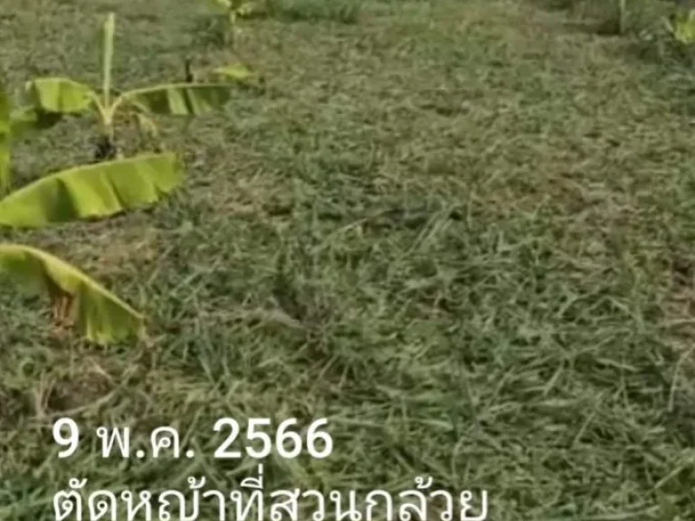 ขายที่ดินซอยคลองสี่ตะวันตก 20 ใกล้มอเตอร์เวย์