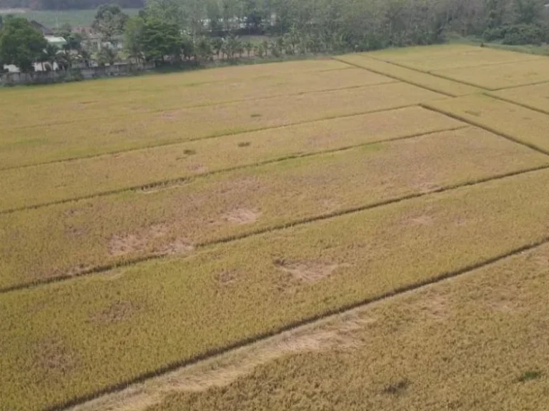 ขายที่ดินแม่ริม ติดถนนหลวง107ก่อนถึงราชภัฎ เนื้อที่ 8 ไร่