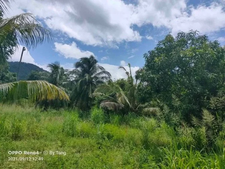 ขายที่ดินหนองข้างคอก 5 ไร่ ติดวิวเขา ใกล้ถนนเลียบมอเตอร์เวย์