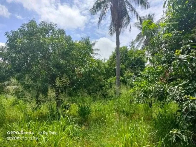 ขายที่ดินหนองข้างคอก 5 ไร่ ติดวิวเขา ใกล้ถนนเลียบมอเตอร์เวย์