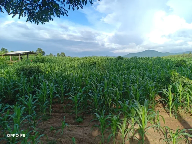 ขายที่ดินยกแปลง600000บาทมีลำไย200ต้นพร้อมออกผลผลิตมีสระให้อ