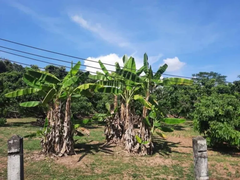 ขายสวนลำใยบ้านกลางสันป่าตองวิวสวยพร้อมผลผลิตพร้อมโอน