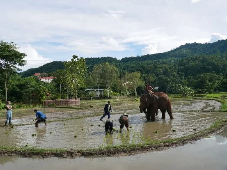 ขายรีสอร์ท เชียงใหม่ บรรยากาศดี อำเภอหางดง