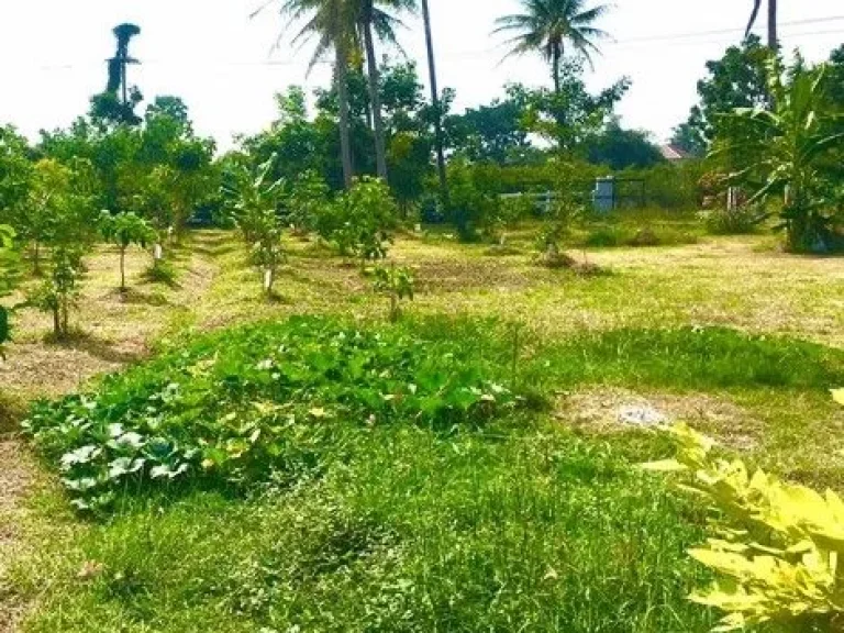 ขายที่โฉนดวิวเขานางพันธุรัต-ท้องทุ่งในชุมชนหลังตลาด