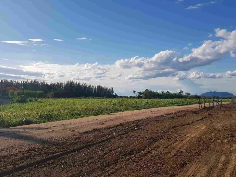 ขายที่ดิน พื้นที่เกษตรกรรม ติดถนนลาดยาง แถมล้อมรั้ว