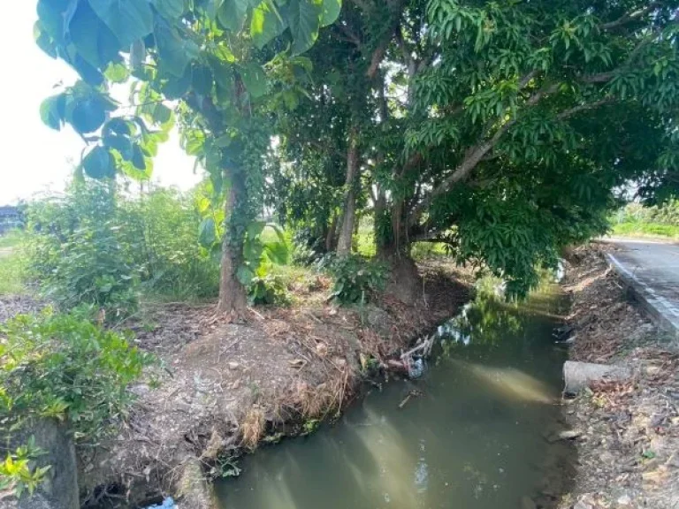 ขายที่ดินลำพูน ใกล้เมืองลำพูน แปลงมุมติดลำเหมือง ติดถนนในซอย