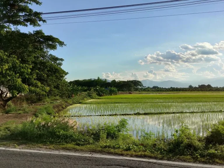 ขายที่นาติดทางหลวง บ้านหนองผ้าขาว ตน้ำดิบ อป่าซาง จลำพูน