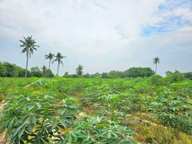 ขายที่ดิน 33 ไร่ ถนนหนองไม้แก่น เมืองพัทยา จังหวัดชลบุรี