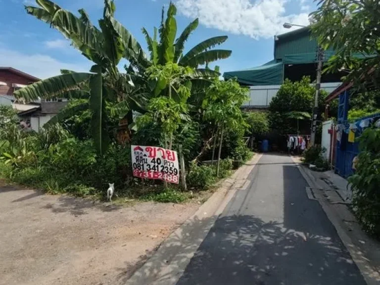 ขายที่ดินถูกมาก ซแสมดำ 3 หลังวัดพรหมรังษี ใกล้ถนนพระราม 2