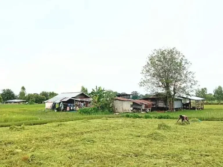 ที่นา มีโฉนด ติดทางสาธารณะ ใกล้ในเมือง อำเภอเมืองบุรีรัมย์