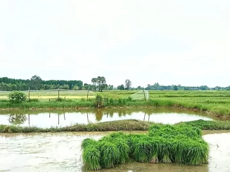 ที่นา มีโฉนด ติดทางสาธารณะ ใกล้ในเมือง อำเภอเมืองบุรีรัมย์