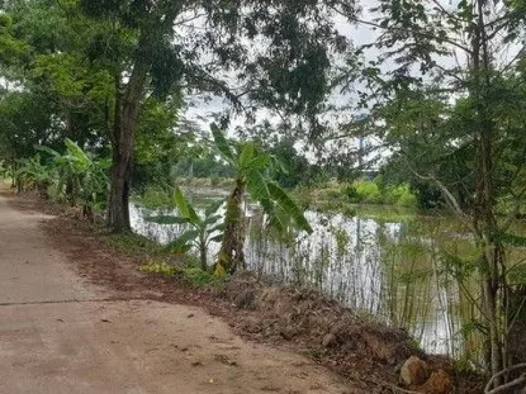 ขายที่ดินพร้อมสวนทุเรียน หลังโรงเรียนตากสิน ห่างบายพาส 500