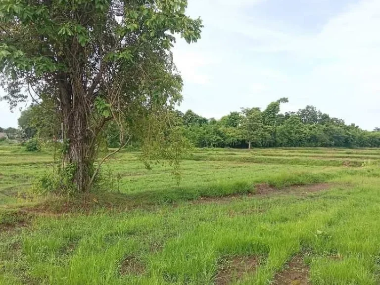 ที่ดินเปล่า ใกล้สนามช้าง และสถานที่สำคัญหลายแห่ง