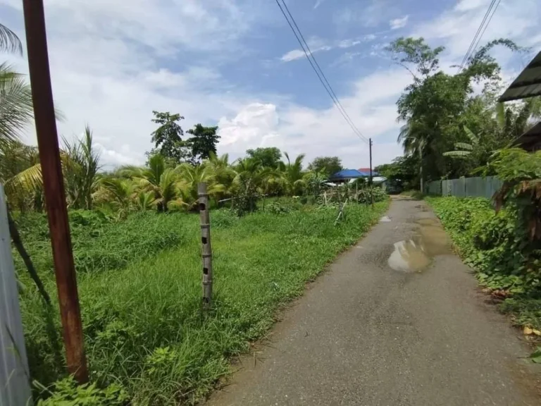 ขายที่ดินบ้านยวมไชยสถานสารภีติดถนนลาดยางโฉนดพร้อมโอน