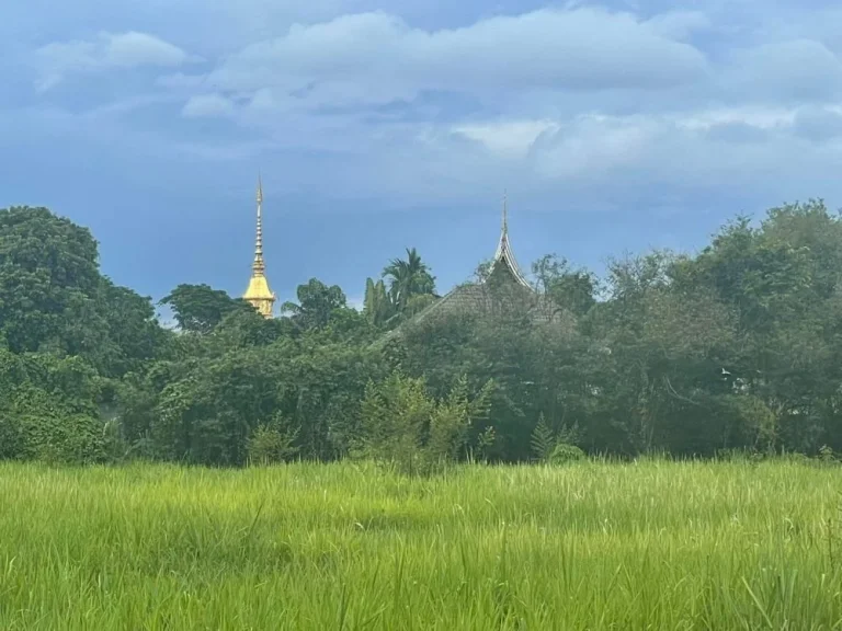 ขายที่ดินติดถนนคอนกรีตบ้านริมใต้แม่ริมโฉนดพร้อมโอน