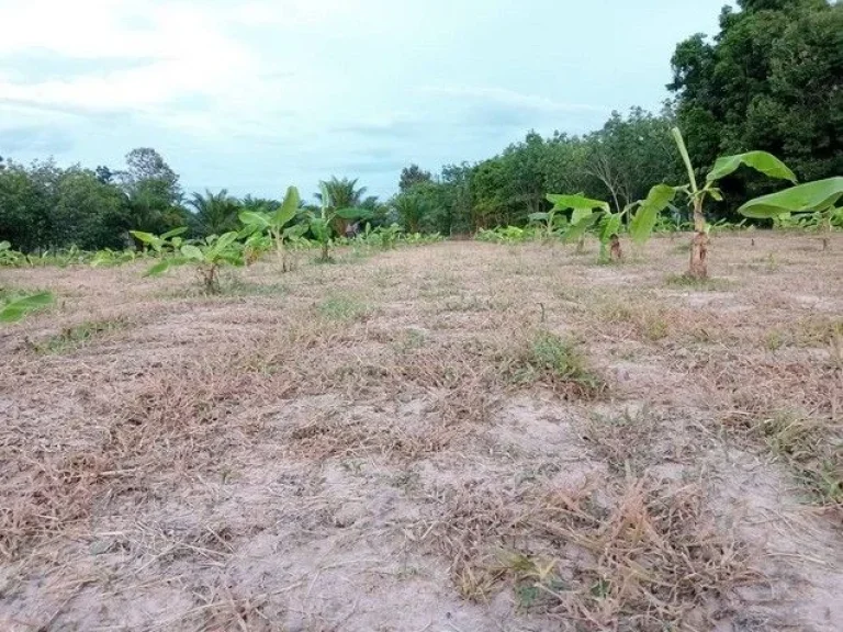 ขายที่ดินบ้านสวน วิวธรรมชาติอากาศดี เหมาะสำหรับทำการเกษตร