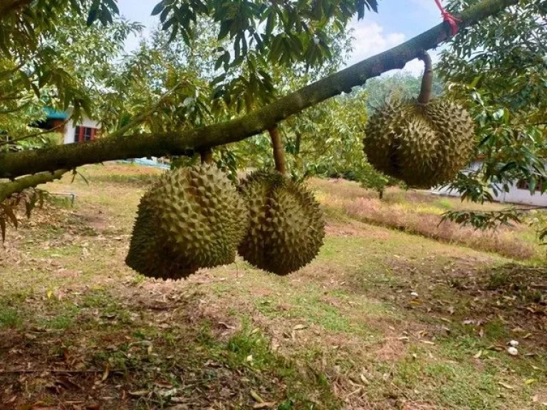 ขายสวนทุเรียนสวย7ไร่ติดถนนลาดยางพร้้อมให้ผลผลิตเต็มที่