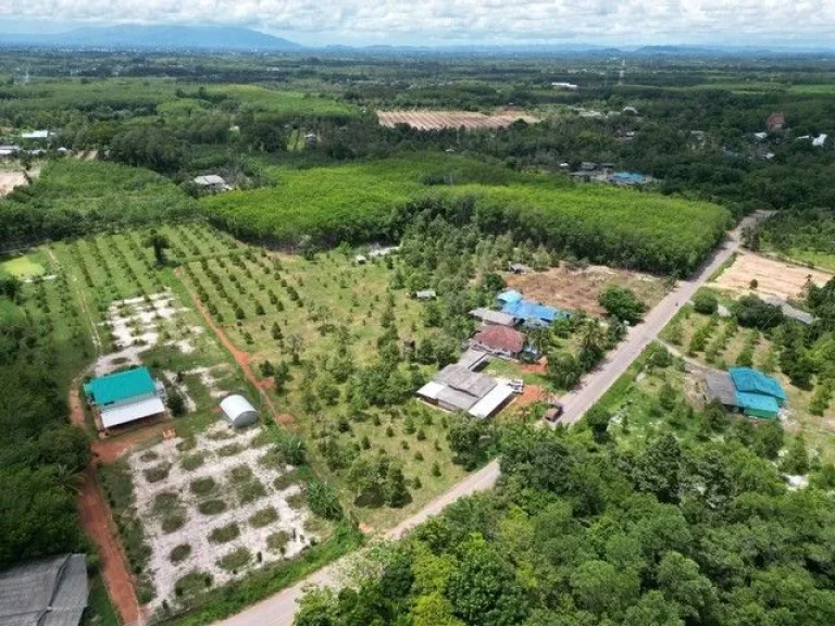 ขายสวนทุเรียนล้วนพร้อมบ้านติดถนนลาดยาง ทุเรียน200 กว่าต้น