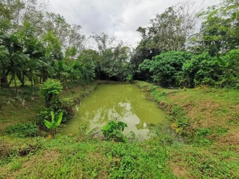 ขายที่ดินติดถนนใหญ่ ตรงข้ามโรงพยาบาลศรีบรรพต จังหวัดพัทลุง