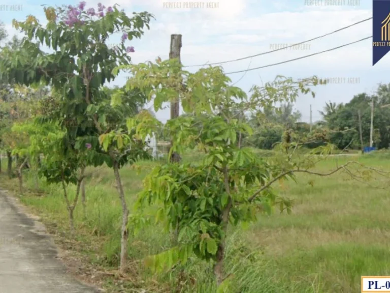 ที่ดินเปล่า 1 ไร่ เทสบาล 13 คลอง13 หนองเสือ ปทุมธานี