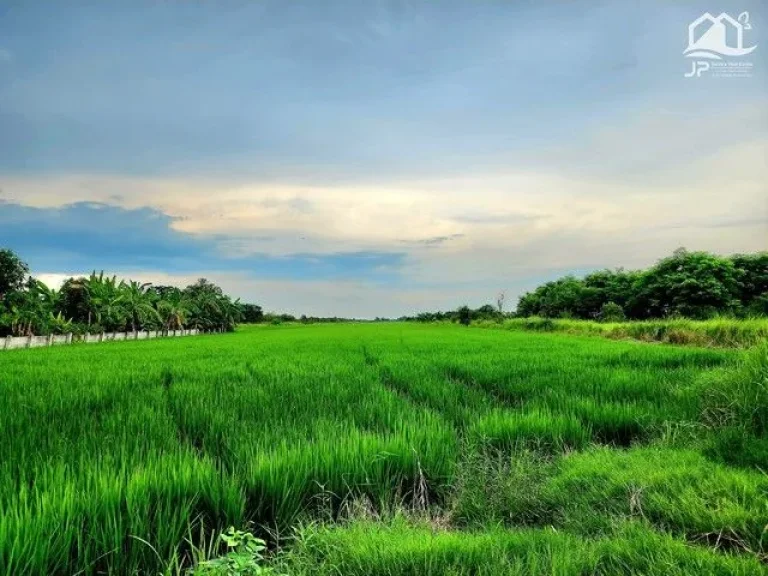 ขายที่ดินติดถนนลาดยางใกล้มศว คลองศีรษะกระบือ องครักษ์ 25 ไร่