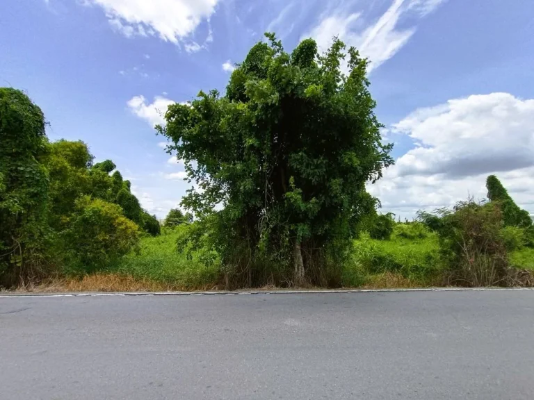 ขาย ที่ดิน 1 ไร่ ตระแหง อลาดหลุมแก้ว ปทุมธานี ติดถนนเทศบาล