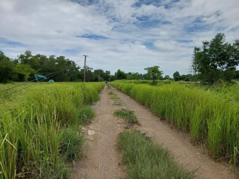 ขายด่วน ที่ดิน 200 ตรว คลอง 9 ฝั่งขาออก หนองเสือ จ ปทุมธานี