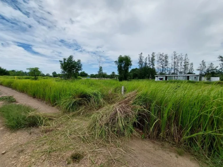 ขายด่วน ที่ดิน 200 ตรว คลอง 9 ฝั่งขาออก หนองเสือ จ ปทุมธานี