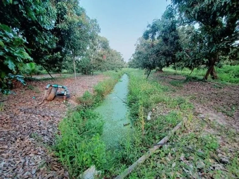 ขายที่ดินพร้อมสวนลำไย อำเภอสารภี จังหวัดเชียงใหม่ 3 ไร่ 34