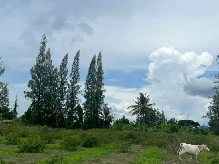 ที่ดินสวนเกษตร วงเวียนแก่งกระจาน น้ำไฟฟ้าพร้อม มีเพื่อนบ้าน