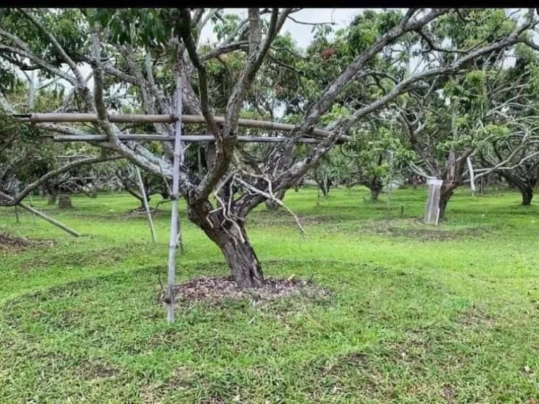 ขายที่สวนสันป่าตองบ้านกลางติดถนนลาดยางพร้อมผลผลิตพร้อมโอน