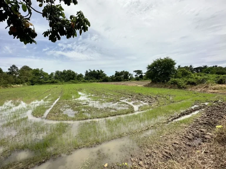 ขายที่ดิน ตำบลศิลา ถเลี่ยงเมืองขอนแก่น ใกล้โรงเรียนบ้านศิลา