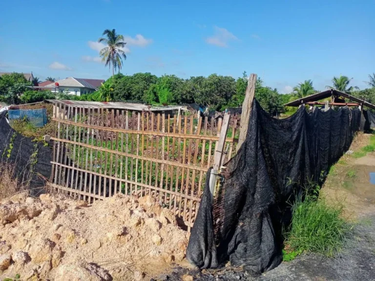 ขายสวนลำใยบ้านหนองแฝกสารภีติดถนนคอนกรีตโฉนดพร้อมโอนราคาถูก