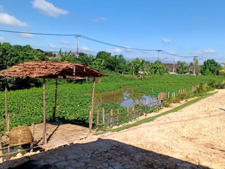 ขายสวนลำใยบ้านหนองแฝกสารภีติดถนนคอนกรีตโฉนดพร้อมโอนราคาถูก