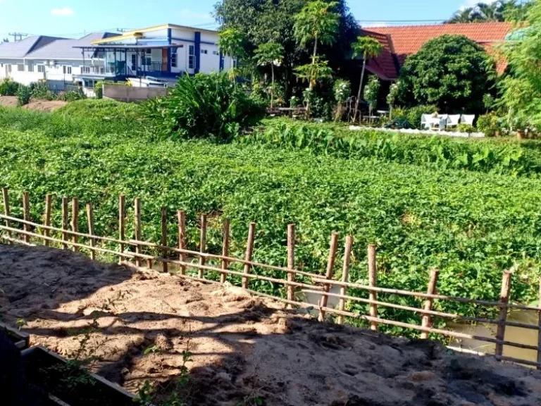 ขายสวนลำใยบ้านหนองแฝกสารภีติดถนนคอนกรีตโฉนดพร้อมโอนราคาถูก