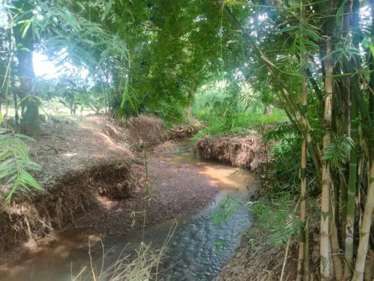 ขายที่สวนติดลำห้วยบ้านแม่นะเชียงดาวรอออกโฉนดราคาถูก