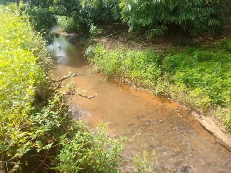 ขายที่สวนติดลำห้วยบ้านแม่นะเชียงดาวรอออกโฉนดราคาถูก