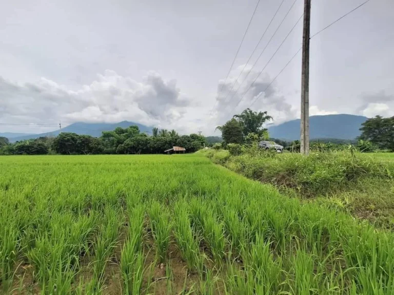 ขายที่นาเพื่ิอการเกษตรเชียงดาววิวดอยหลวงติดลำห้วยพร้อมโอน