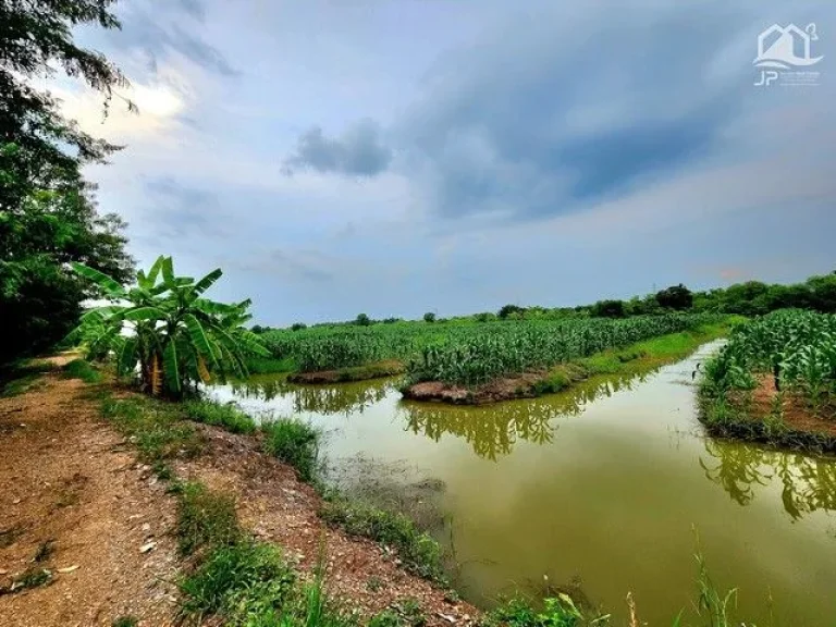 ขายที่ดินติดถนนเรียบคลอง 11 หนองเสือ 89 ไร่