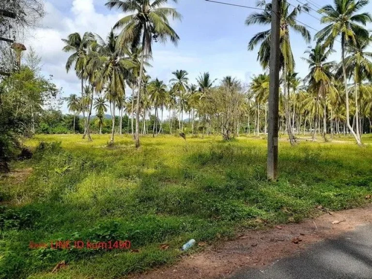 ขายที่ดินริมหาด แหล่งท่องเที่ยวหลักเหมาะที่จะทำโรงแรม รีสอร์ท