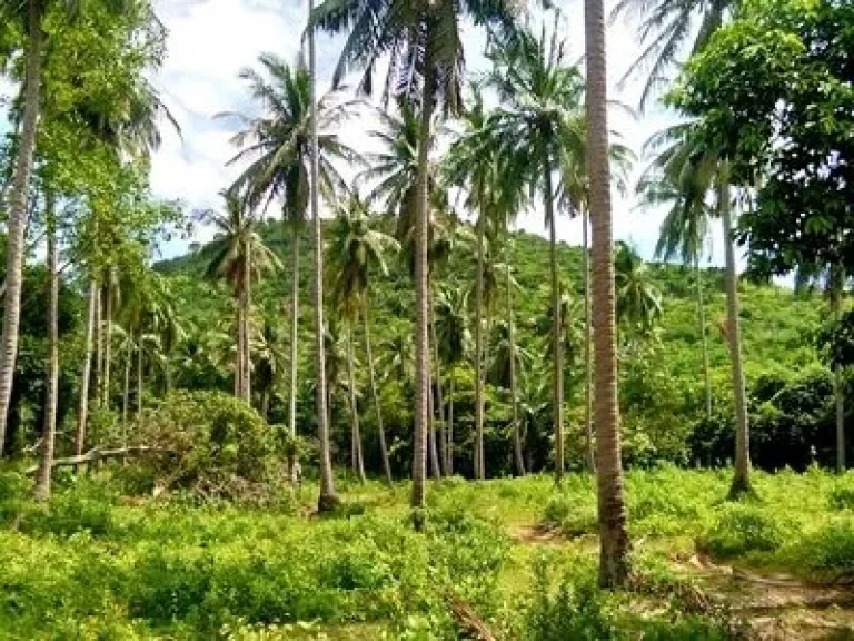 ขายที่ดิน เนินเขา บ้านใต้ ตแม่น้ำ เกาะสมุย จสุราษฏร์ธานี 10