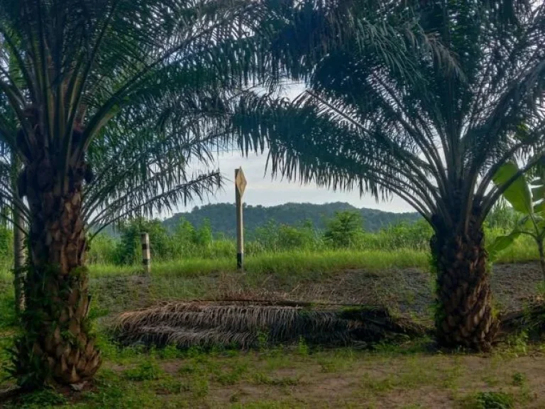 ขายที่ดินพร้อมสิ่งปลูกสร้าง บ้านสวน สวนปาล์ม ไข่ไก่อารมณ์ดี