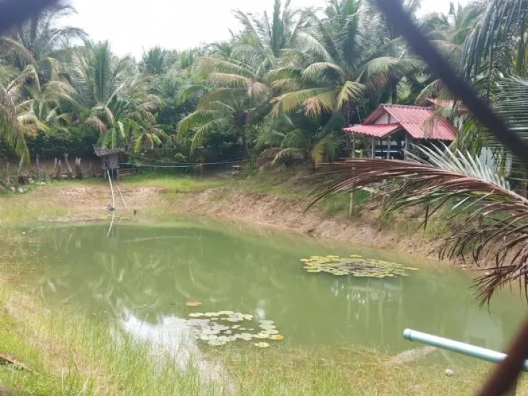 ขายที่ดินพร้อมสิ่งปลูกสร้าง บ้านสวน สวนปาล์ม ไข่ไก่อารมณ์ดี