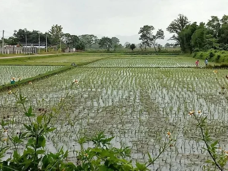 ขายที่ดินบ้านท่าต้นแฟน ซอย 6 ถนนพหลโยธิน อำเภอแม่จัน เชียงราย