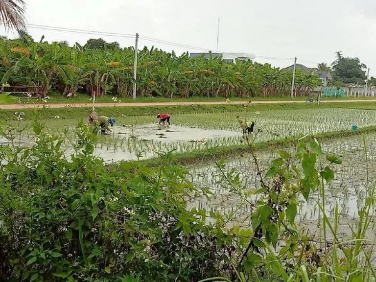 ขายที่ดินบ้านท่าต้นแฟน ซอย 6 ถนนพหลโยธิน อำเภอแม่จัน เชียงราย