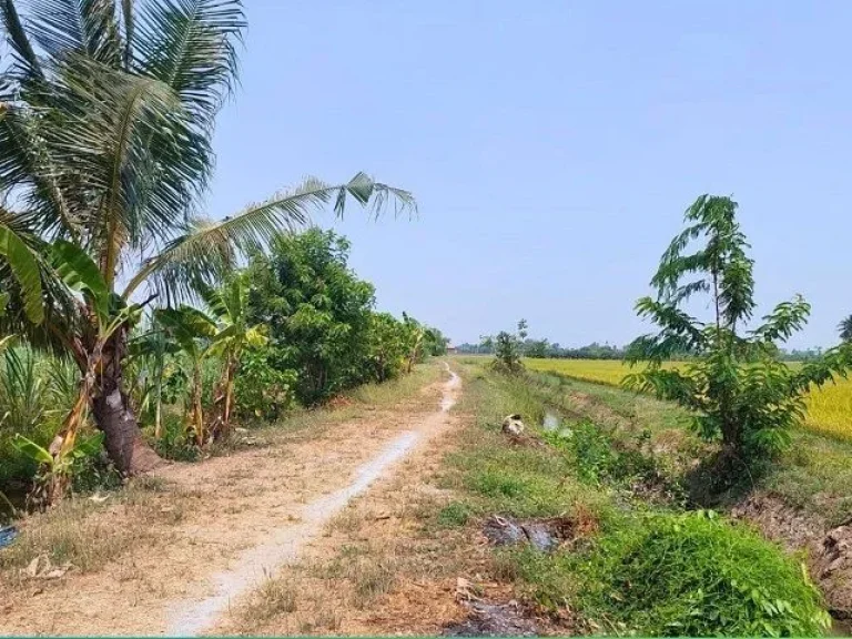 ที่ดินสวย ตดอนปรู อศรีประจันต์ จสุพรรณบุรี